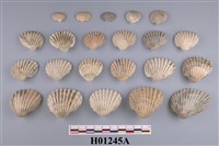 藏品(船蛤)的圖片